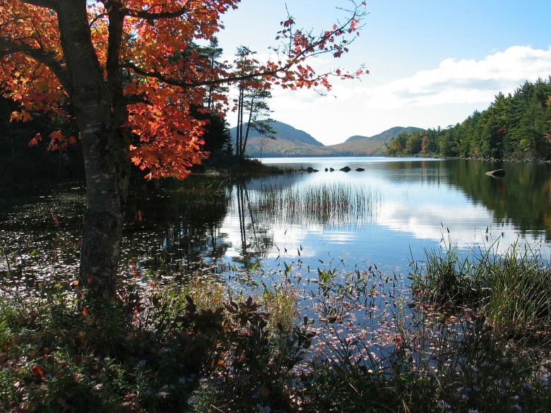lake surrounded by trees and with view of mountain